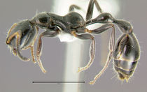 Tetraponera-attenuataL2.5x.jpg