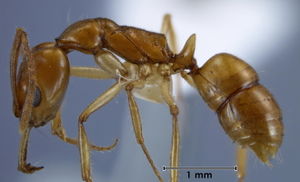 Anochetus renatae side view