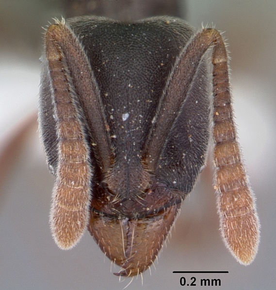 File:Hypoponera opaciceps casent0104662 head 1.jpg