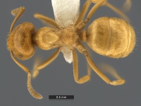 Lasius-murphyi-MCZ001D.jpg