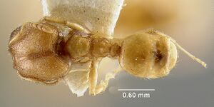 MCZ-ENT00020712 Pheidole californica subsp micula had.jpg