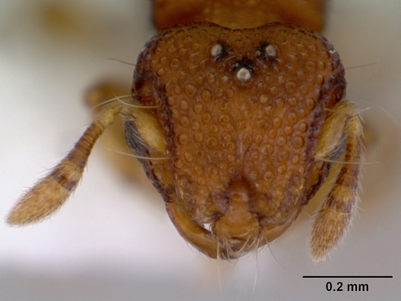 File:Mayriella transfuga casent0172446 head 1.jpg