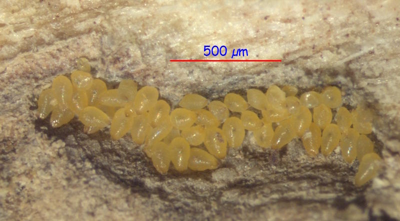 File:Melisso emeryi coccoids Peeters.jpg