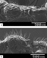 Myrmecina mahuana F31ab.jpg