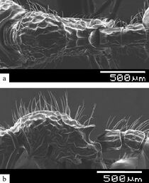 Myrmecina mahuana F31ab.jpg