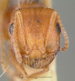 Pogonomyrmex californicus castype00626 head 1.jpg