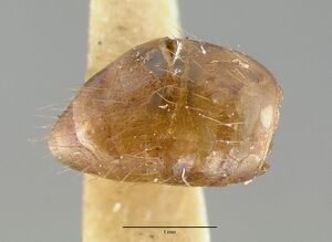 Pseudolasius pallidus castype06974 p 2 high.jpg