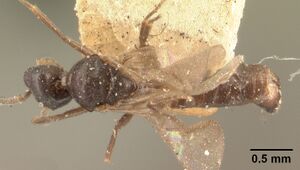 Technomyrmex mayri casent0101576 dorsal 1.jpg