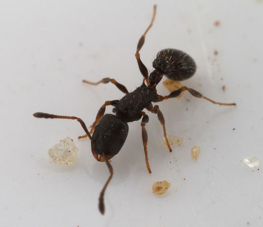 Temnothorax texanus - AntWiki