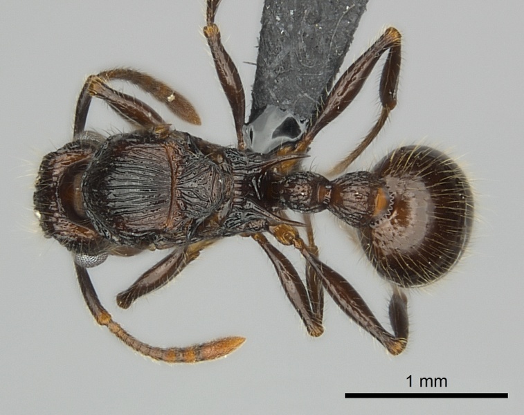 File:Tetramorium nazgul casent0030059 d 1 high.jpg