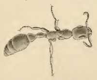 Wheeler 1915i-59Tetraponera simplex2.jpg