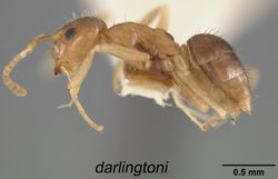 Zatania darlingtoni p.jpg