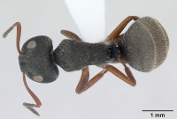 Camponotus brasiliensis casent0173398 dorsal 1.jpg