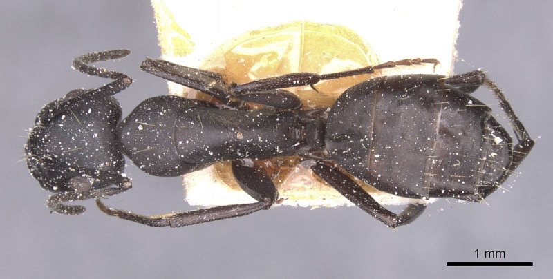 File:Camponotus bruchi casent0911922 d 1 high.jpg