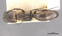 Camponotus lilianae casent0910555 d 1 high.jpg