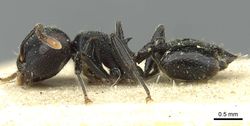 Crematogaster phoenix casent0912811 p 1 high.jpg