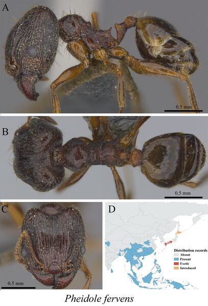 File:Liu, C. et al. 2020. Ants of the Hengduan Mountains, Figure 87, Pheidole fervens.jpg