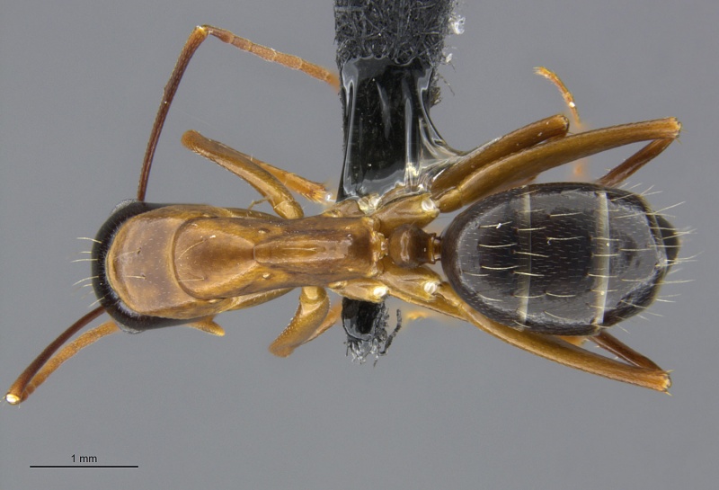 File:Mcz-ent00668228 Camponotus vicinus worker had.jpg