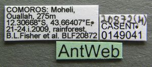 Monomorium cryptobium casent0149041 label 1.jpg