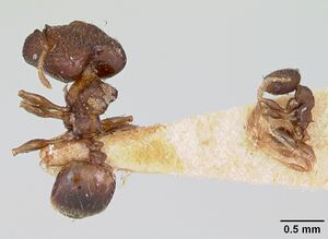 Pheidole recondita casent0173104 dorsal 2.jpg