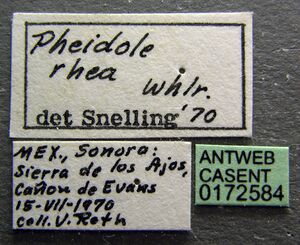 Pheidole rhea casent0172584 label 1.jpg