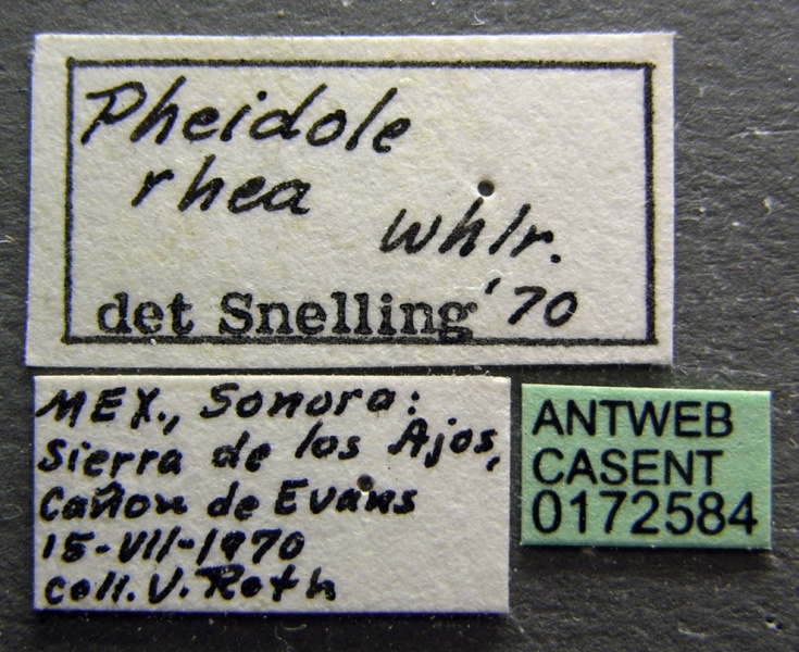 File:Pheidole rhea casent0172584 label 1.jpg