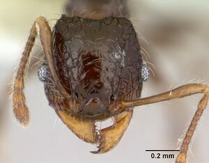 Pheidole sexspinosa casent0178467 head 1.jpg