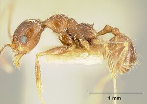 Pheidole susannae jtlc000015317 profile 1.jpg