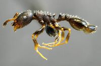 Temnothorax conatensis p.jpg