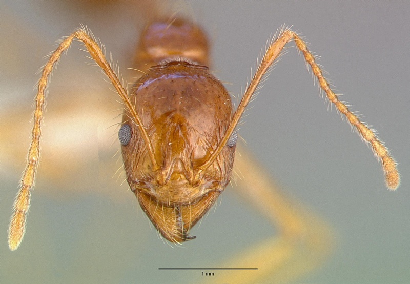 File:Aphaenogaster longiceps casent0010663 head 1.jpg