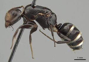 Camponotus schneei casent0915774 p 1 high.jpg