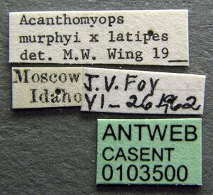 Lasius pogonogynus casent0103500 label 1.jpg