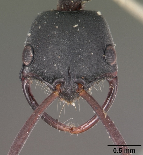 File:Leptogenys falcigera casent0102271 head 1.jpg