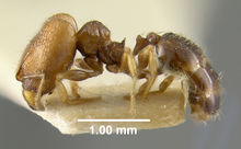 MCZ-ENT00008695 Pheidole vatu hal.jpg