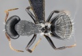 MCZ ENT Camponotus auropubens 001 had 2.jpg