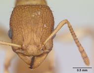 Paratopula catocha casent0178559 head 1.jpg