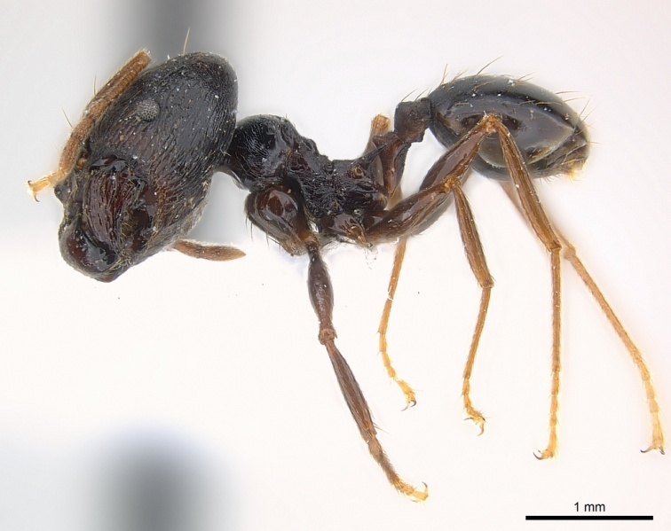 File:Pheidole dea casent0217097 p 1 high.jpg