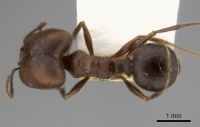 Pheidole hirtula casent0217903 d 1 high.jpg