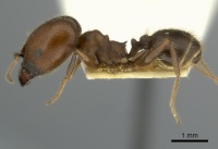 Pheidole hirtula casent0217903 p 1 high.jpg