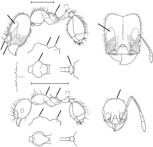 Pheidole rhytifera Wilson 2003.jpg