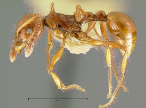 Pristomyrmex-curvulusL2.5x.jpg