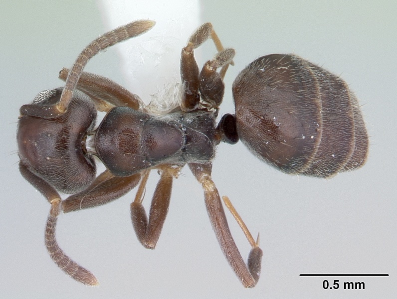 File:Technomyrmex moerens casent0178278 dorsal 1.jpg