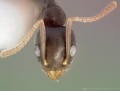 Technomyrmex vitiensis casent0005326 head 1.jpg