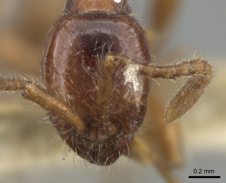 File:Aenictus punensis casent0281959 h 1 high.jpg