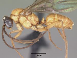 Anochetus madagascarensis casent0104545 profile 1.jpg