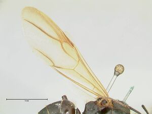 Camponotus platypus focol2331 p 2 high.jpg