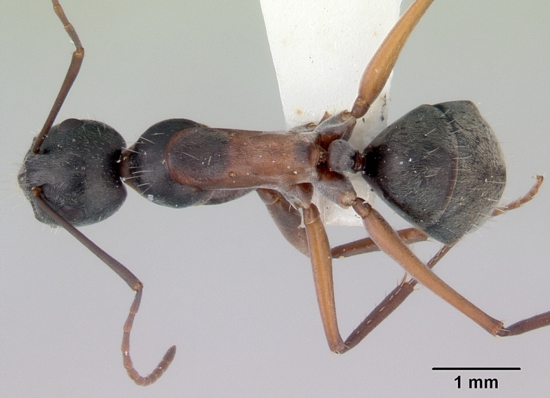 File:Camponotus rufonigrus casent0172144 dorsal 1.jpg
