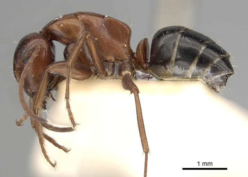 File:Camponotus vogti casent0249881 p 1 high.jpg