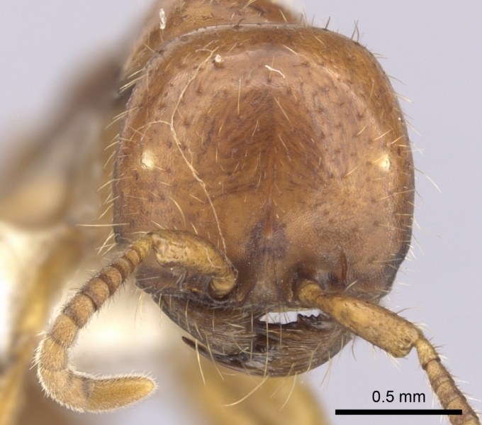 File:Cheliomyrmex andicola casent0249450 h 1 high.jpg