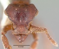 Eurhopalothrix procera casent0010658 head 1.jpg